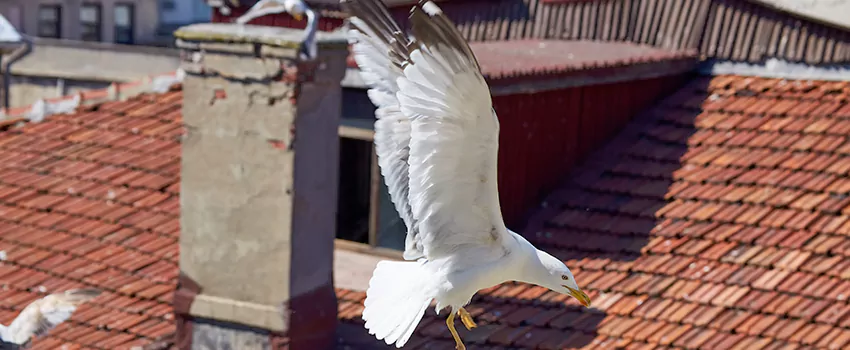 Residential Chimney Animal Removal Solution in Marlborough, MA