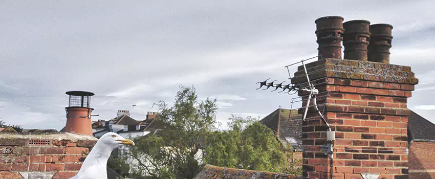 Chimney Cleaning And Restoration in Marlborough, Massachusetts